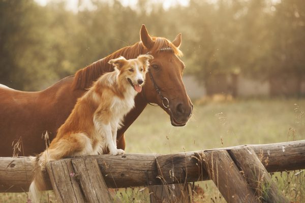animal healing, animal lovers, pets beaconsfield, pet lovers, vets beaconsfield, equine craniosacral therapy, laser light treatment for animals, animal injuries, horse injuries, seed wellness, wellness blogs