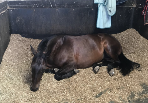 equine craniosacral therapy, amber kelly